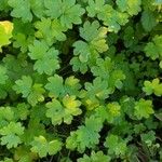 Bowlesia incana Yaprak