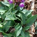 Prunella grandiflora 葉