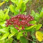 Viburnum treleasei Vaisius