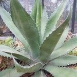 Agave salmiana Habitus