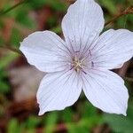 Linum tenuifolium Λουλούδι