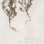 Cardamine plumieri Mosusu