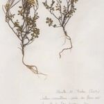 Cardamine plumieri Alia