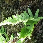 Polypodium californicum Hábito