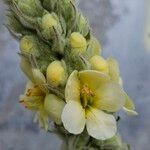 Verbascum phlomoides Flower