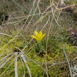 Gagea bohemica Fula