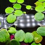 Hydrocharis laevigata Blatt