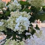 Hydrangea paniculataKvet