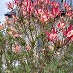 Leucadendron salignum Blomma