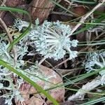 Artemisia maritima Leaf