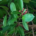 Ardisia elliptica Vili