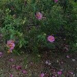 Cistus × purpureus ফুল