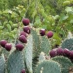 Opuntia orbiculata Fruit