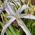 Crinum asiaticum Flor