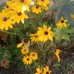 Rudbeckia fulgida Hábitos