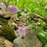 Penstemon canescens 花