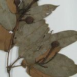Eschweilera subglandulosa Máis