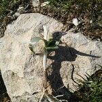 Ornithogalum lanceolatum Otro