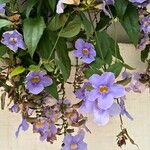 Thunbergia grandifloraFloare