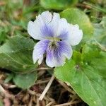 Viola × melissifolia Flower