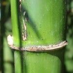 Bambusa vulgaris Кора