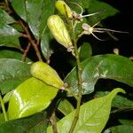 Hirtella triandra Цвят