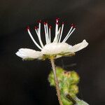 Potentilla santolinoides Flower