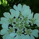 Orlaya grandiflora 花