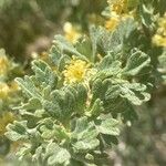 Artemisia tridentata Virág