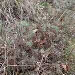 Artemisia alba Libunga