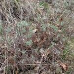 Artemisia alba Hábito