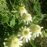 Cephalaria gigantea 花