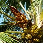 Cocos nucifera Fruto