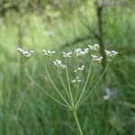 Carum verticillatum Flower