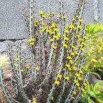 Euphorbia aeruginosa Blatt