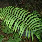 Thelypteris costata Leaf