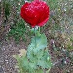 Papaver somniferumFleur