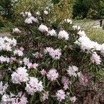 Rhododendron hyperythrum Alkat (teljes növény)