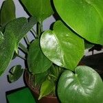 Philodendron hederaceum পাতা