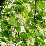 Crataegus holmesiana Flower