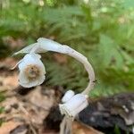 Monotropa uniflora 花