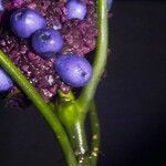 Psychotria guapilensis Fruit