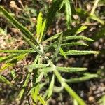 Senecio pterophorus Leaf