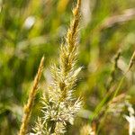 Trisetaria panicea Habit