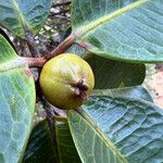 Austrobuxus clusiaceus Fruit