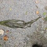 Vallisneria spiralis Likasa