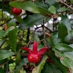 Ochna serrulata Fruit