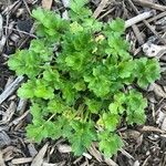 Ranunculus sardous Folha