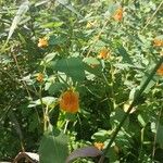 Impatiens capensis Flower