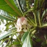 Forgesia racemosa Virág